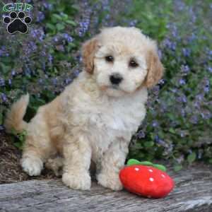 Bailey, Bich-Poo Puppy